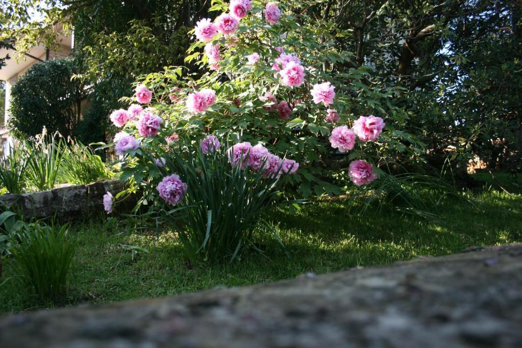 B&B Il Glicine Bedizzole Exteriör bild